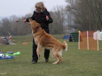 Bendix Obedience Workshop beim VdH Mauer 2016 (72)